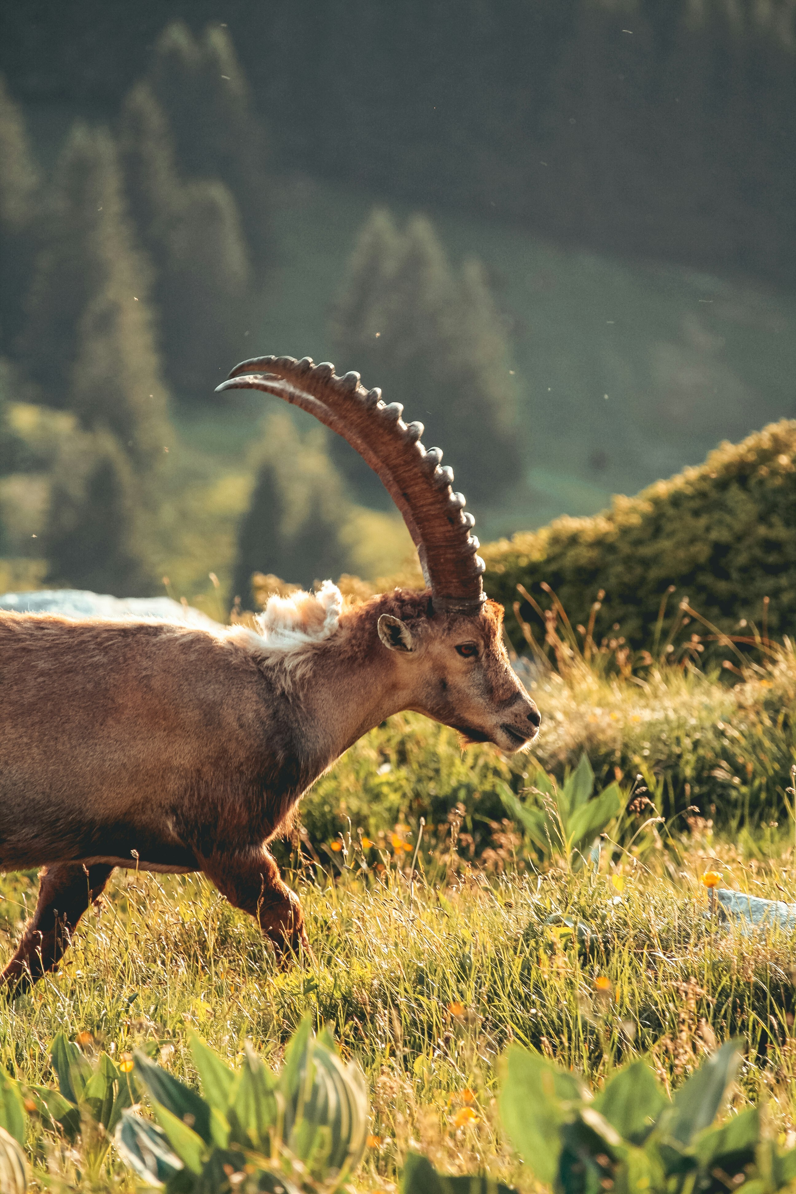 brown ram during daytime